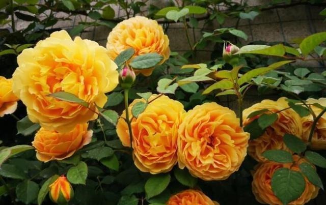 4种花不怕雨淋,阴雨天放外面养,雨水越大生长越旺