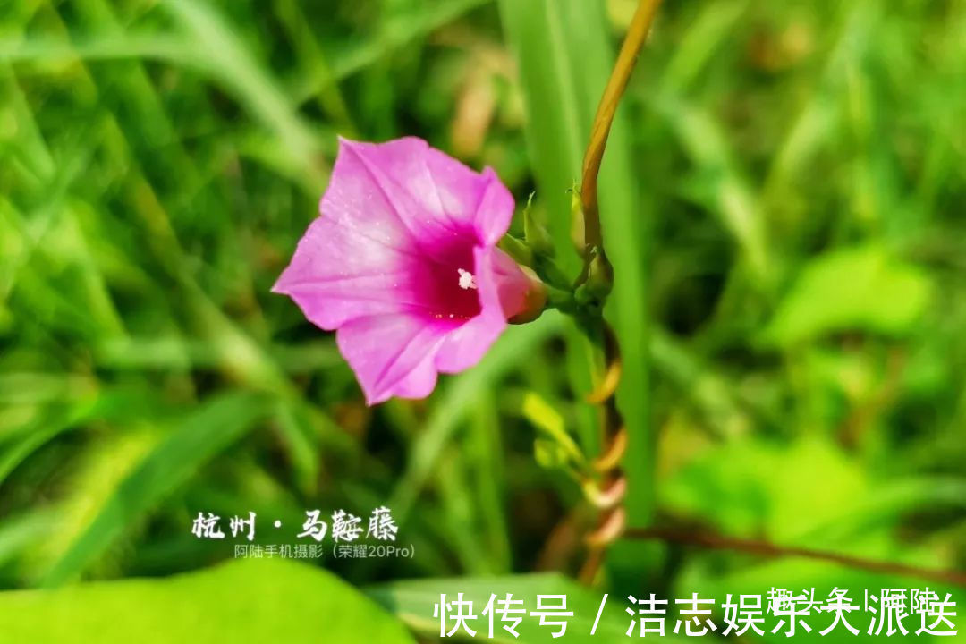 夏秋季|杭州小区里这种喇叭花，其实是“海滨花后”，可以解海蜇刺伤的毒