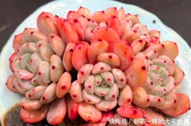 想让多肉顺利度过夏天，准备几个小工具很有帮助，别看不起眼！