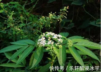 接骨草|农村人相传的接骨草,原来是这样,你见过吗