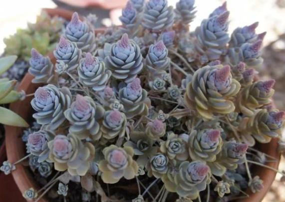 想在客厅搁置多肉老桩就摆放这4款盆景，难度低、美得像花