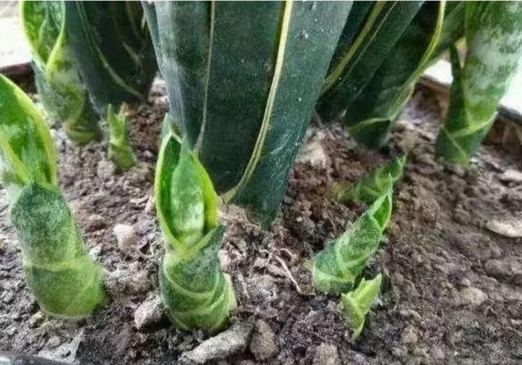 肥料|养虎皮兰,打开它的“小开关”,新芽直往外窜,1盆变10盆