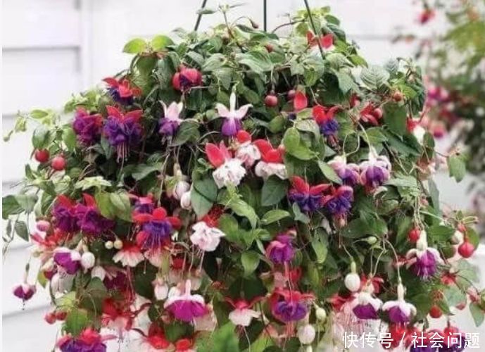 占地|吊起来养的“4种花”,好看好养不占地,一次开出200朵,美