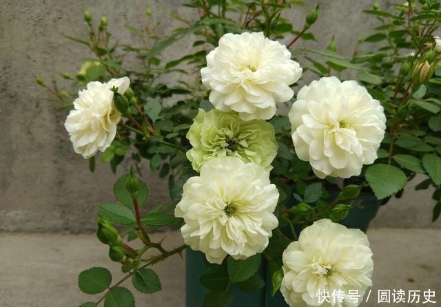 适合新手养的4种花,花量巨大,气味芬芳,全年都开花