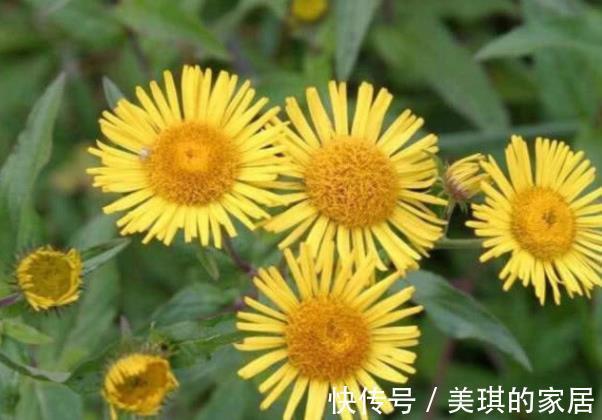 睡眠质量|它是菊花的“双胞胎”,有助于缓解咳嗽,还能够治疗刀伤