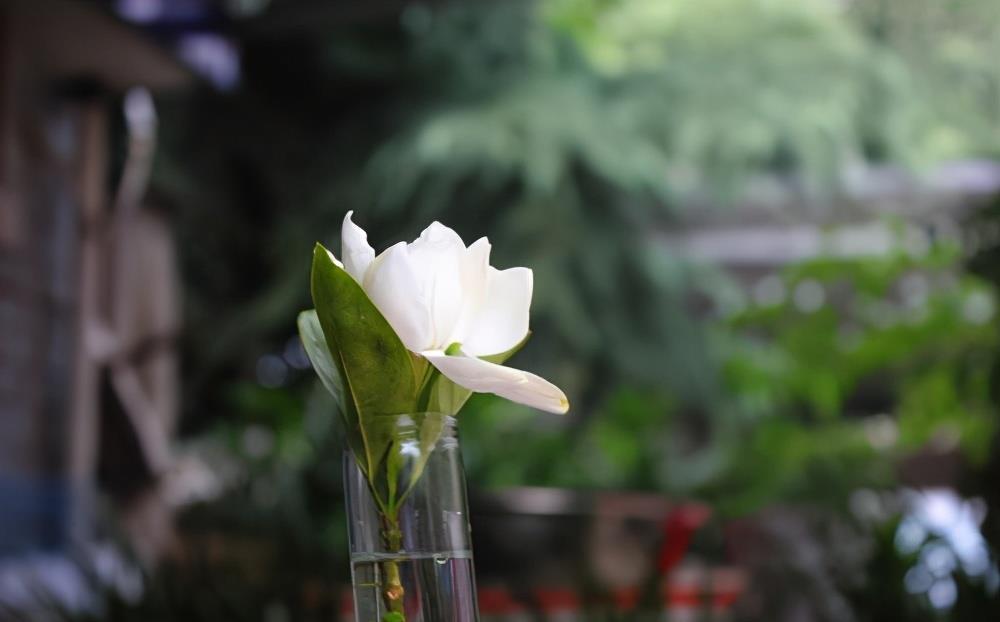 栀子花叶黄掉苞,是3大原因造成的,怎么办?