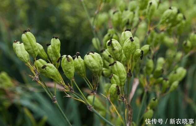 外形|外形像“手雷”,若见到这种野果,别害怕,记得采回家,是好东西