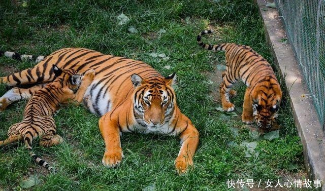 曹彪|虎生三子,必有一彪,兄弟多了,是不是总有一个比较厉害的!