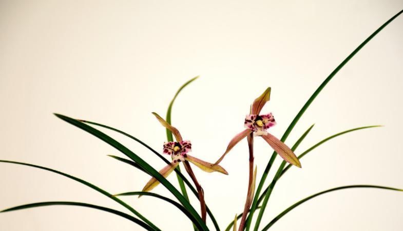 兰花|种植兰花是否需要施肥？想要种好兰花，这些点你要知道