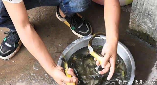 春季下雨钓鱼攻略,小鱼少大鱼多,靠岸觅食吃口狂