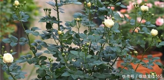 春天养月季最重要的是什么做好几点,叶片油绿开花多
