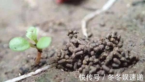 有机肥|盆土变硬如“石头”,不用换盆,浇这“2种水”,比新土还松软