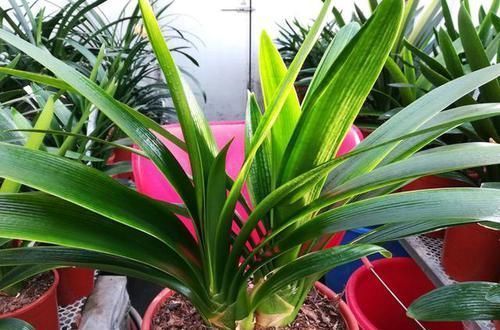 小苗|天暖以后，适合繁殖君子兰，学会3招，90天变成君子兰大户