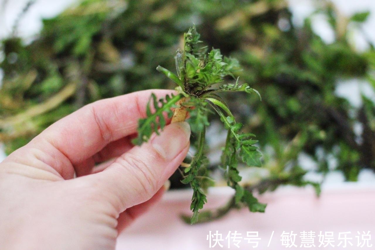 野花野草|乡下一珍贵野草，原本当是猪菜，研究古人用法后，取名“小人参”