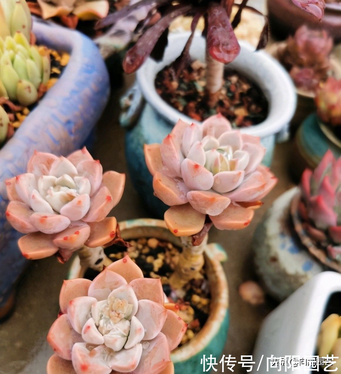 网上买多肉，买的时候红彤彤，养了1个月，变成绿青菜，为啥？