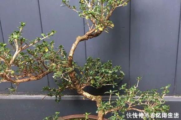 9种价格不菲的盆栽，不能拥有至少也过过眼瘾嘛