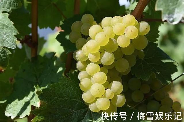 陆女士|健康 | 为让宝宝皮肤好,萧山一孕妇每天吃两斤葡萄!一个月后医生被吓到