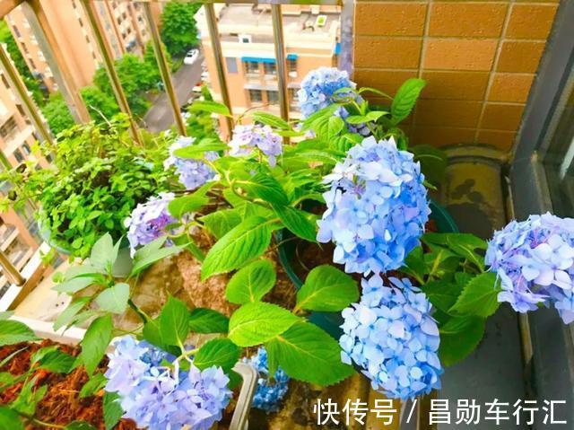 养花不会浇水吗?“六大口诀”记心间,养啥都能长得旺