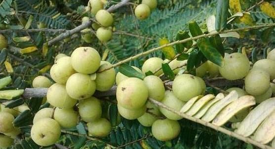 女性不想子宫早衰,晚上当零食吃几颗,滋养卵巢,赶走妇科病