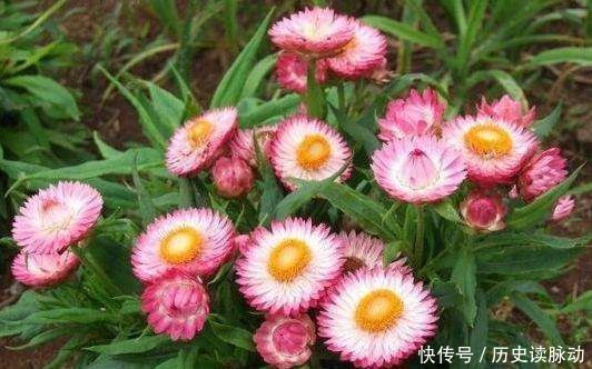 养花试试此4种花,绚丽多彩,漂亮又好养,还能散发清香