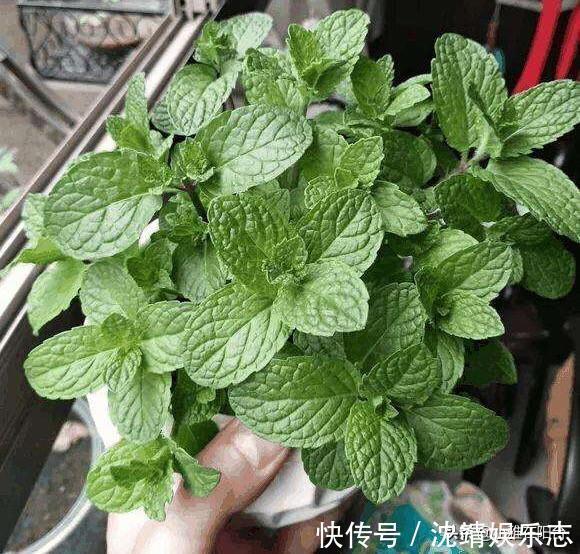 会长势|3种植物,越淋雨长得越快越好,叶更绿,花更美,爆盆快!