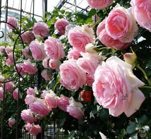 长势|4种藤本月季，长势旺花量大，养两年开出花墙，适合新手