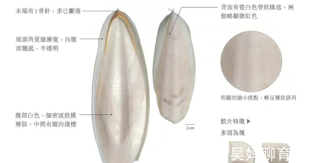 乌贼骨|中药古今研究:乌贼骨,中和胃酸、保护黏膜、抗溃疡