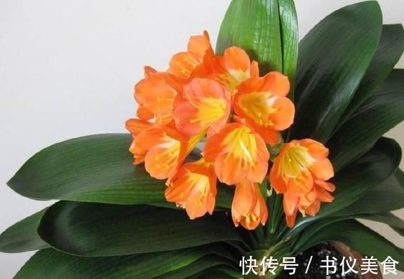 君子兰叶片长歪了,不好看,这个小技巧,让它重新变得美美的