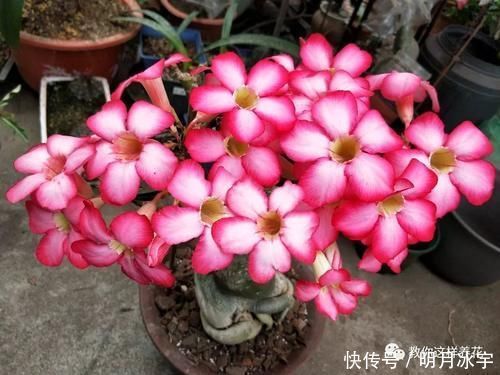 3种花儿“死不了”,花期特别长,一开几个月,是盆栽佳品!