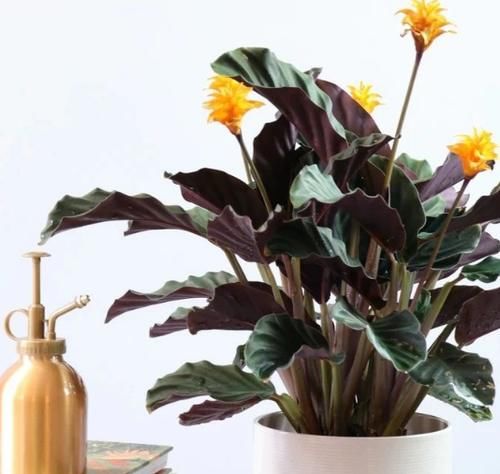 到了2月,该不该将植物盆栽挪出去,如何才能避免错过花期?