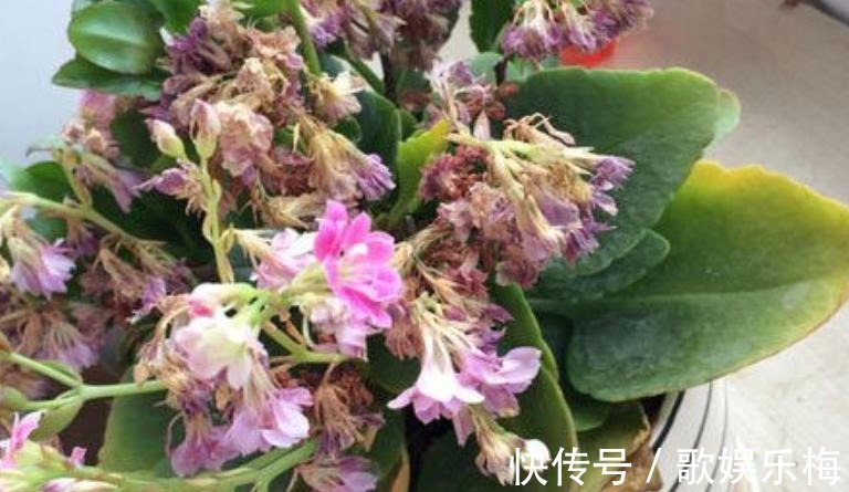 君子兰|容易被水浇死的“14种花”,手太勤反而养不活