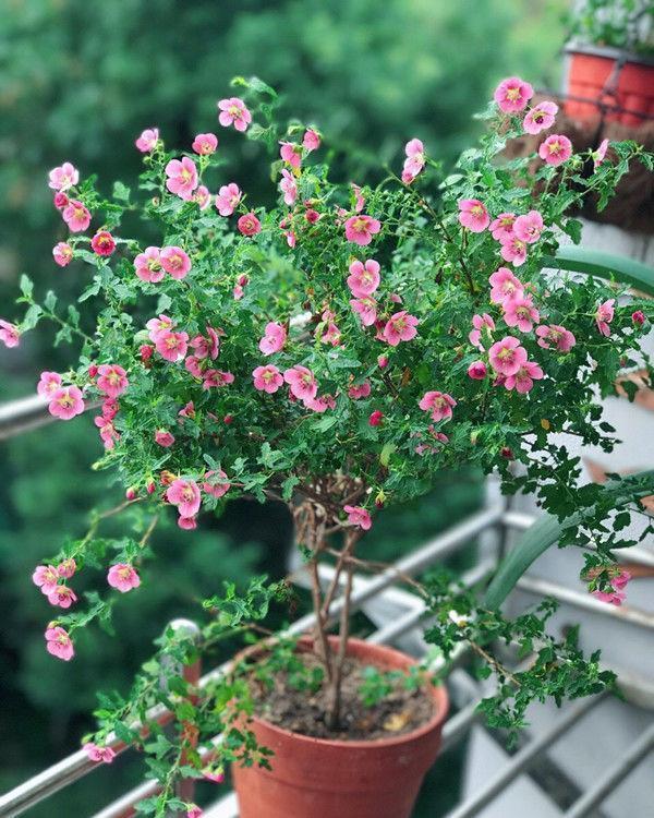 4种花美丽不输玫瑰，比兰花还香，四季持续开花，清香优雅