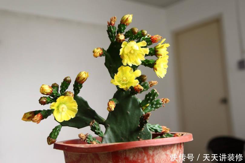 糟蹋|养花不懂得浇水的技巧,只会白糟蹋钱和植物