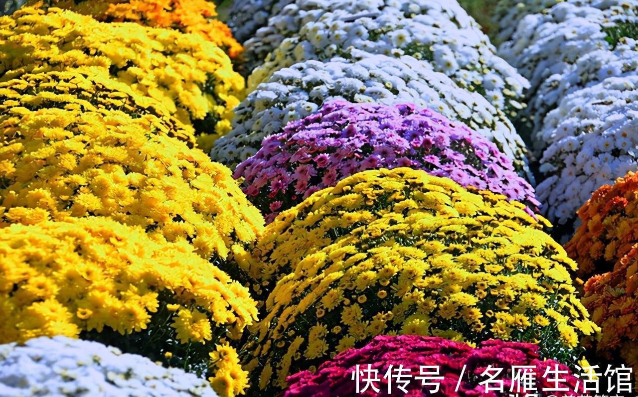 6种“漂亮花”，农村特别多，种一棵就开成花海，秋天赶快种起来