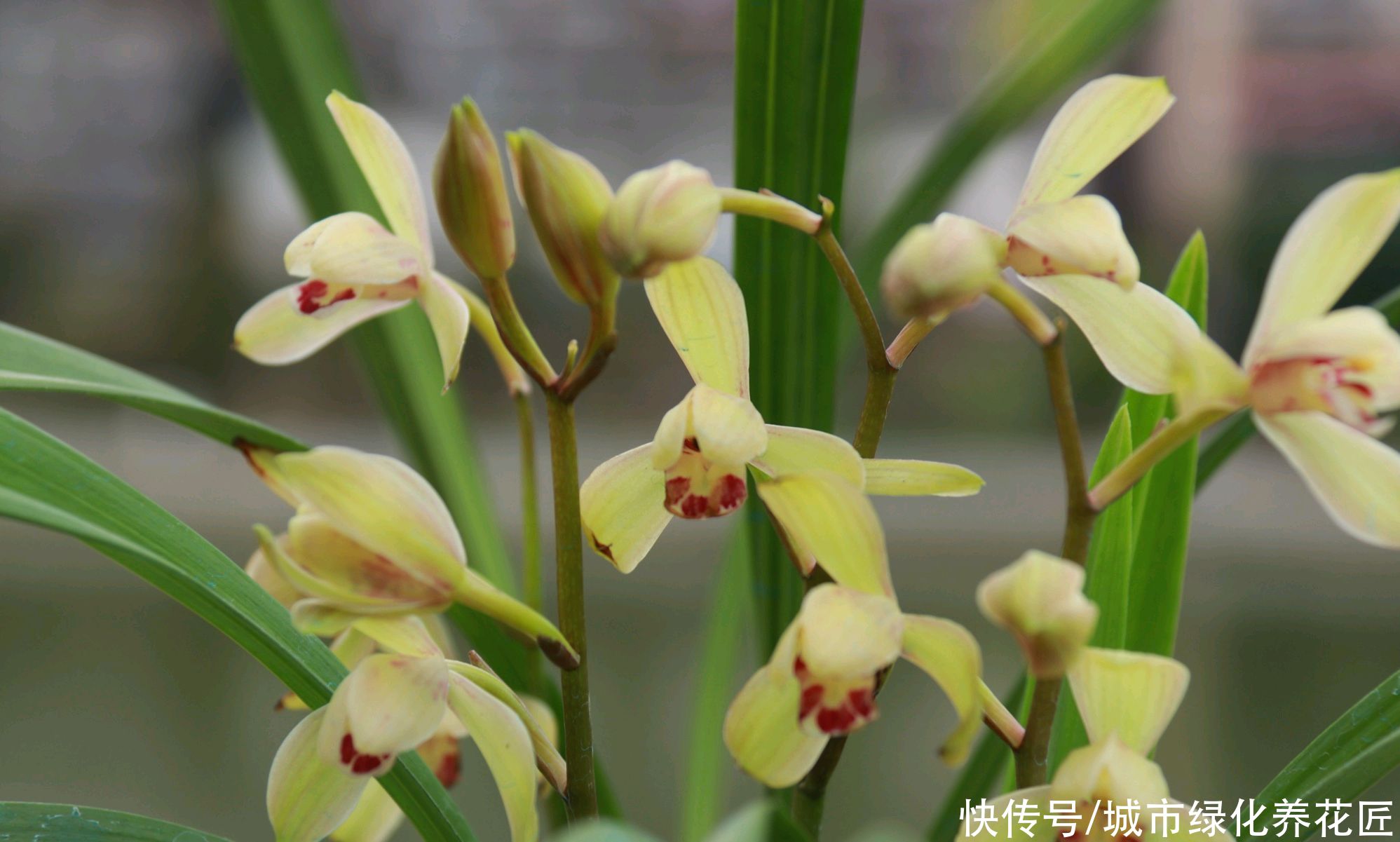 韭菜|3年的兰花养成了爆盆韭菜，有必要给兰花分苗换盆吗？