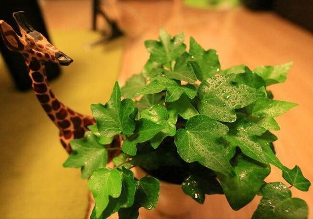 养花不能浇这“四种水”，浇一盆死一盆，防止忘记快收藏吧！