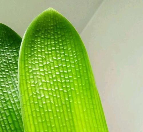 君子兰、蟹爪兰叶片打蔫,擦一擦,20天长油绿叶