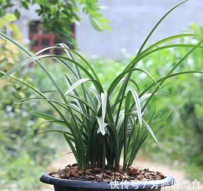 给兰花上盆,种深点好还是种浅点好选择对了养好兰花“没毛病”