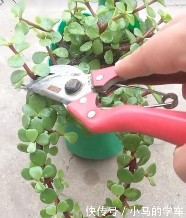 塑型|金枝玉叶，别养错了，30天剪一次，精雕细琢，养成盆景才漂亮！