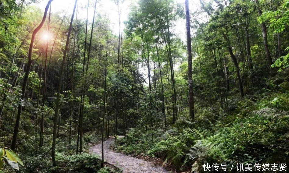 闽南“小西双版纳”景区，门票50回头客居多，就在泉州