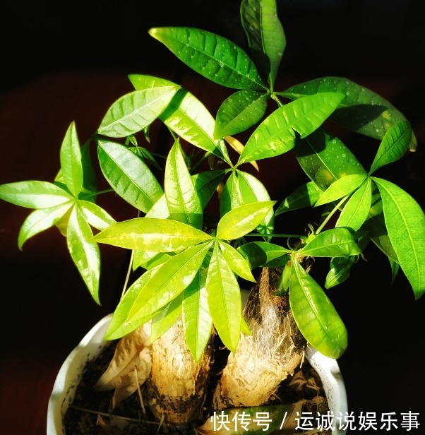 栽种|4种名字带“财意”的植物,是吉祥的观赏花,家里有空建议养一盆