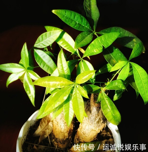 栽种|4种名字带“财意”的植物，是吉祥的观赏花，家里有空建议养一盆