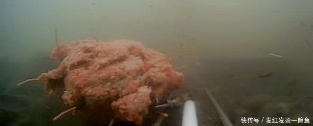 水下|因河里鲫鱼越来越少,温州钓鱼人放下水下相机,拍到惊人画面