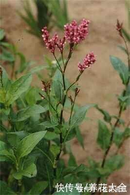 6种植物,是天然的染色剂,古代只有皇家才能用
