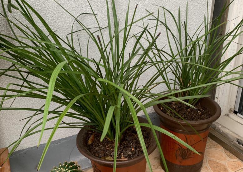 营养性|兰花僵苗、状态差该怎么办？趁早“解锁”3方面顾虑，才不空盆