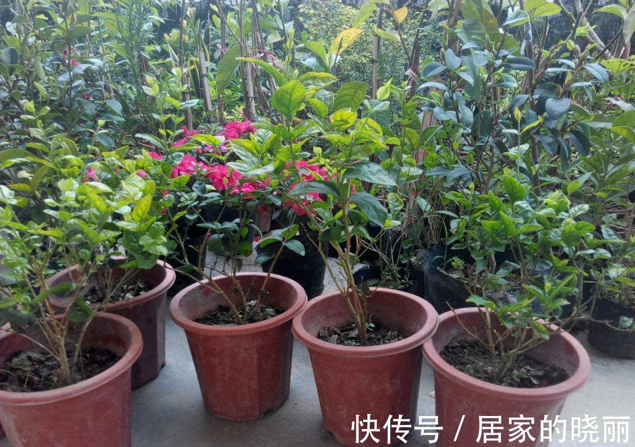 施肥|入秋后，该怎么养护长寿花？5点做到位，冬日将不断开花长新叶
