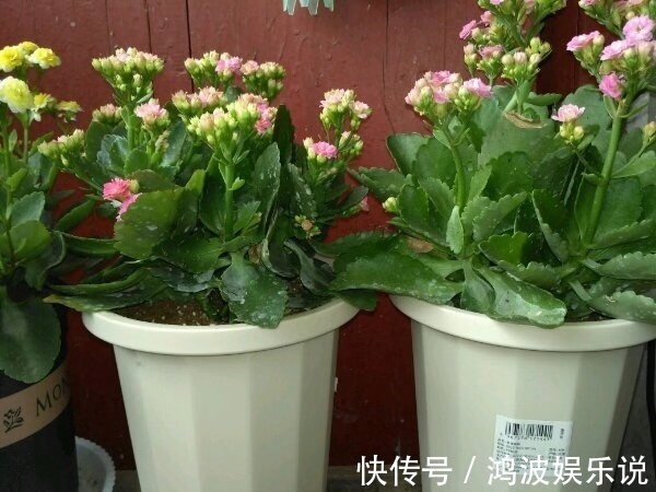 教你1招,让“长寿花”秒变老桩,开花越来越多,养好能做盆景