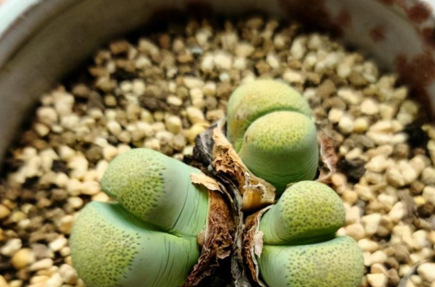 养蜕皮中的石生花,做好这4件事,才是名副其实的“富贵玉”