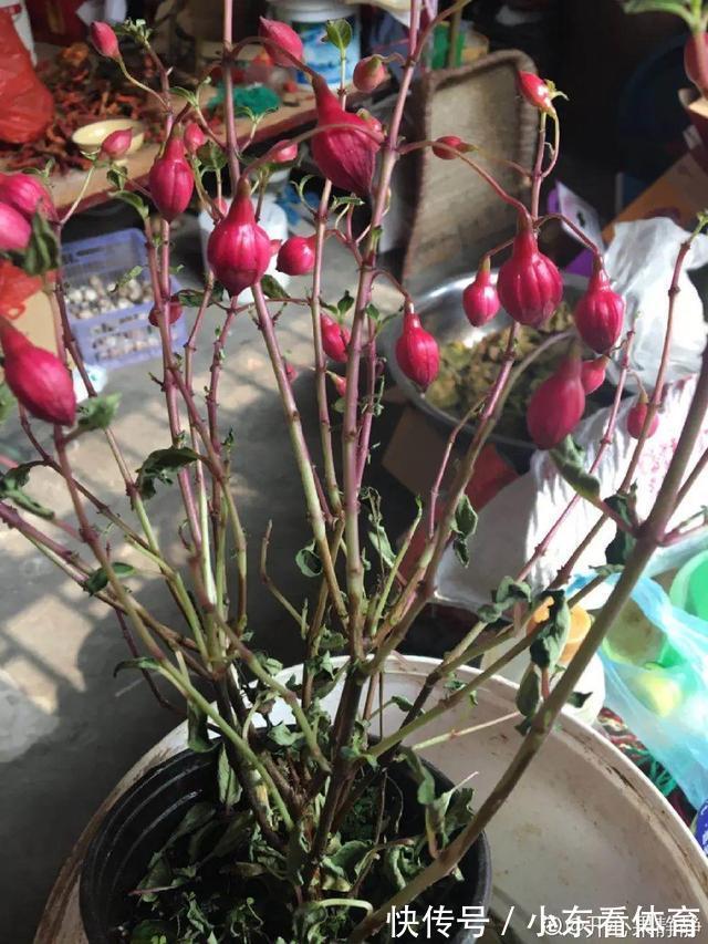 叶子|10种花要控水，天热反而不能浇，一浇水就死