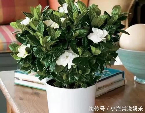 淘米水中加点料，就是万能养花水，给花喝一勺，养啥都旺